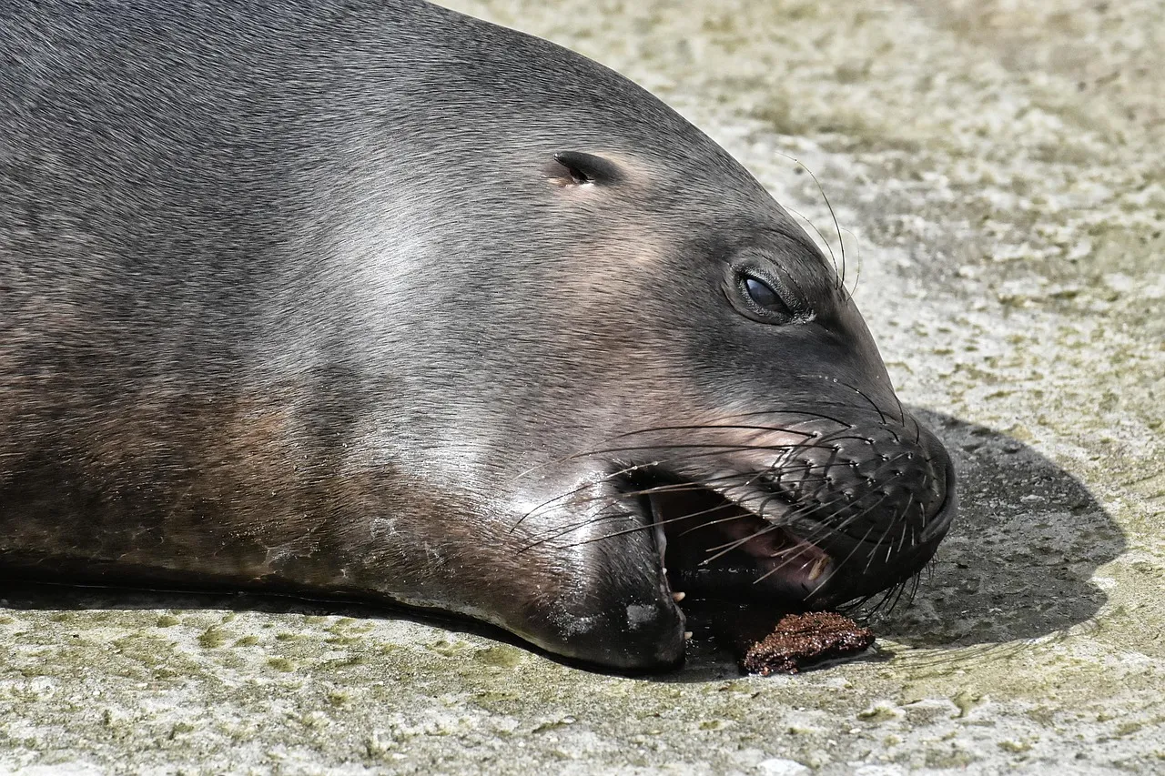 200px-Mutty_Lal_Seal inmemory