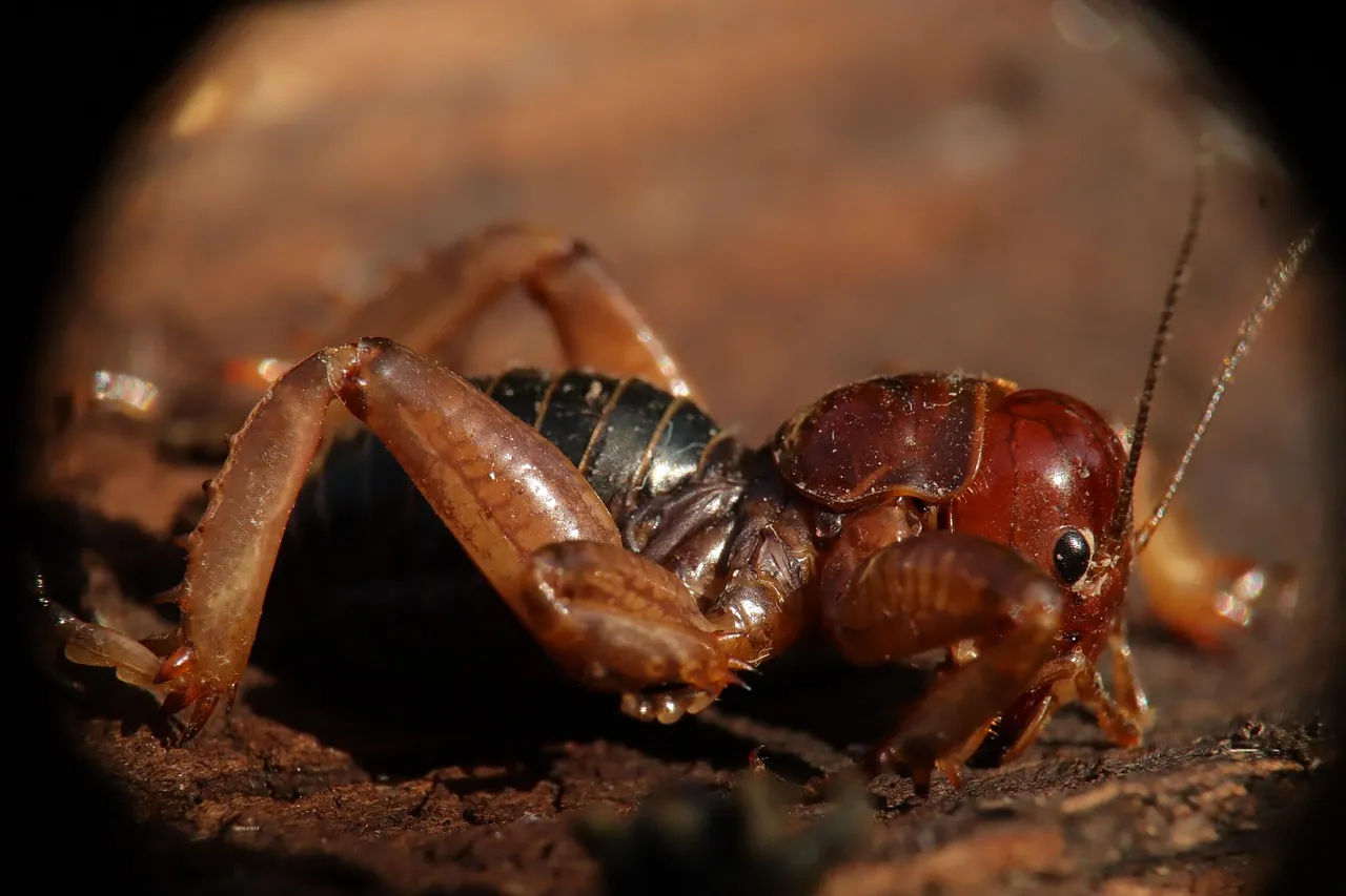 288231-cricket-ball